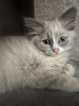 Ragdoll Kitten suchen ein liebevolles Zuhause