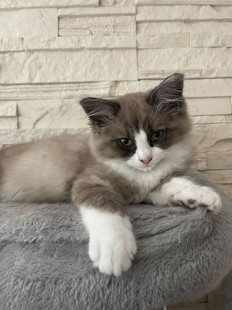 Ragdoll Kitten suchen ein liebevolles Zuhause
