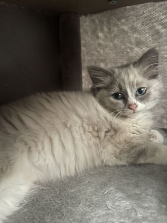Ragdoll Kitten suchen ein liebevolles Zuhause