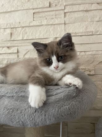 Ragdoll Kitten suchen ein liebevolles Zuhause