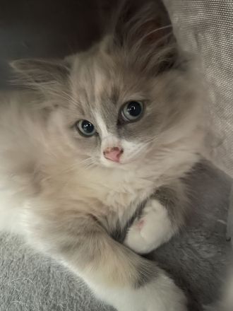 Ragdoll Kitten suchen ein liebevolles Zuhause