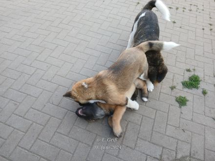 American Akita Welpen