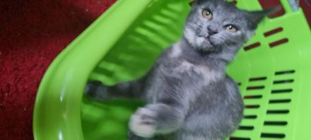 2 kitten vom 18.04.2024