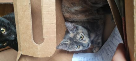 2 kitten vom 18.04.2024