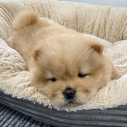 Gorgeous show standard Chow Chow Puppies