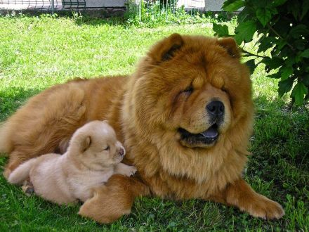 Gorgeous show standard Chow Chow Puppies