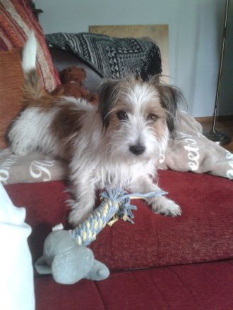 Neu! Südafrikanischer Rauhaar Jack Russell Deckrüde mit Stammbaum!