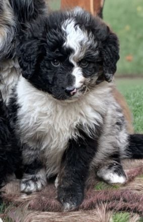 Mini Aussiedoodle Australian Shepherd mit Kleinpudel