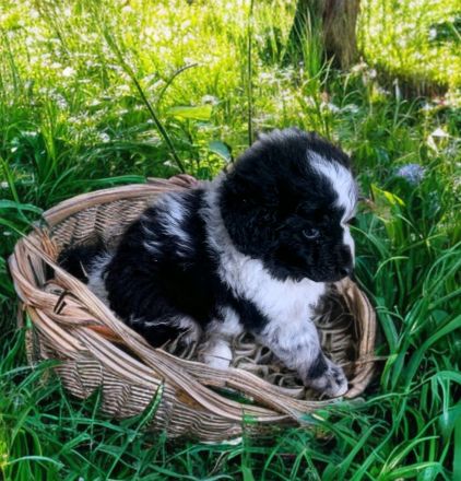 Mini Aussiedoodle Australian Shepherd mit Kleinpudel