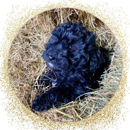 Mini Aussiedoodle Australian Shepherd mit Kleinpudel