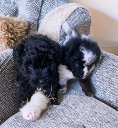 Mini Aussiedoodle Australian Shepherd mit Kleinpudel