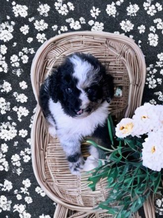 Mini Aussiedoodle Australian Shepherd mit Kleinpudel