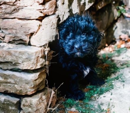 Mini Aussiedoodle Australian Shepherd mit Kleinpudel