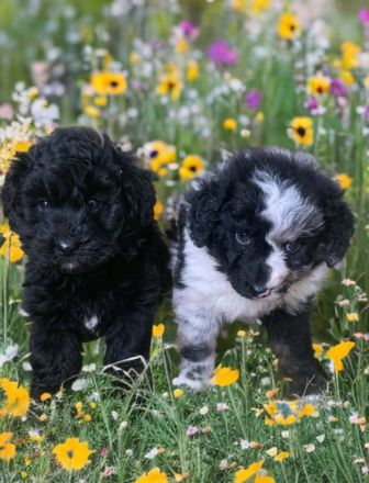 Mini Aussiedoodle Australian Shepherd mit Kleinpudel