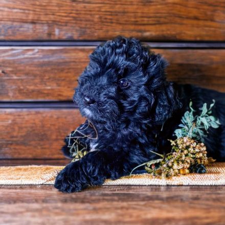Mini Aussiedoodle Australian Shepherd mit Kleinpudel