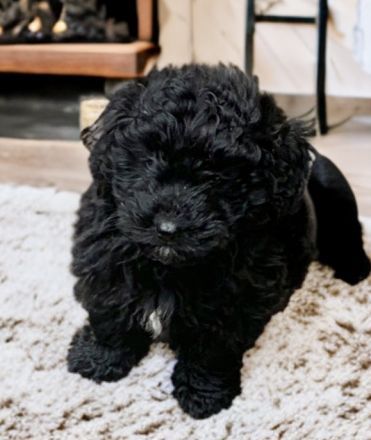 Mini Aussiedoodle Australian Shepherd mit Kleinpudel
