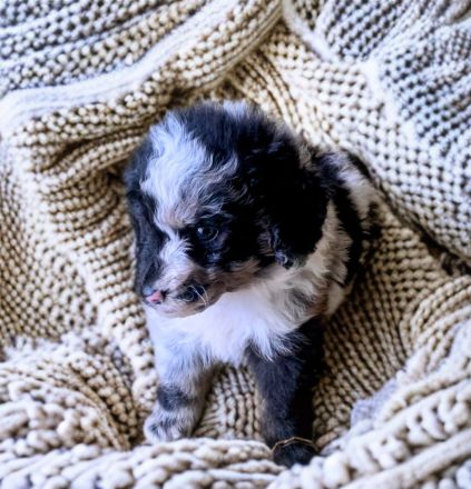 Mini Aussiedoodle Australian Shepherd mit Kleinpudel