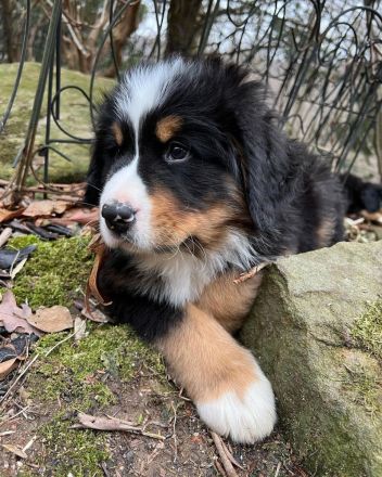 Berner Sennenhund welpen