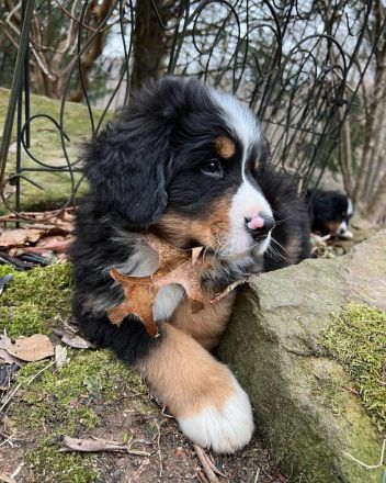 Berner Sennenhund welpen