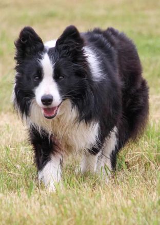 Border Collie Welpen Abgabe Ende Juni