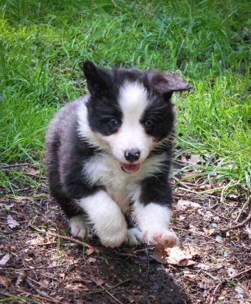 Border Collie Welpen Abgabe Ende Juni