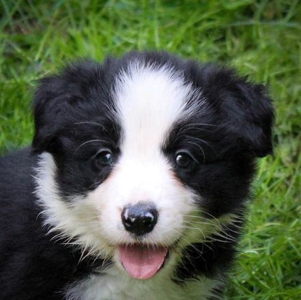 Border Collie Welpen Abgabe Ende Juni