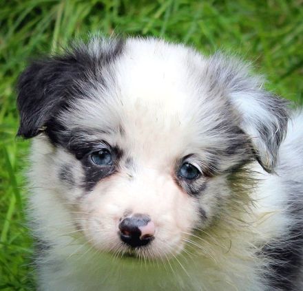 Border Collie Welpen Abgabe Ende Juni