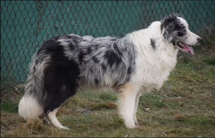 Border Collie Welpen Abgabe Ende Juni