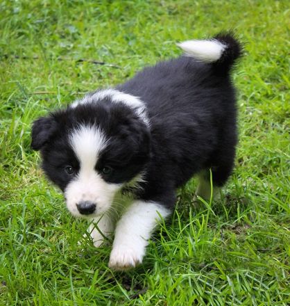 Border Collie Welpen Abgabe Ende Juni