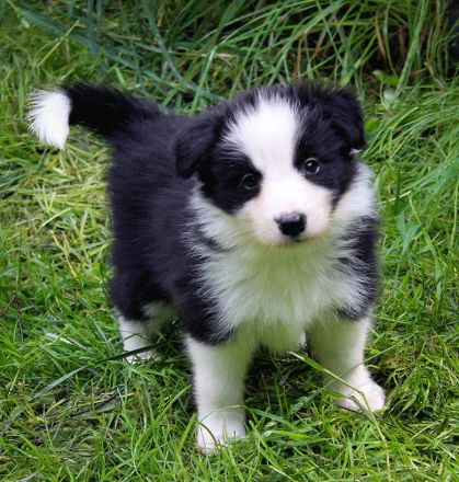 Border Collie Welpen Abgabe Ende Juni
