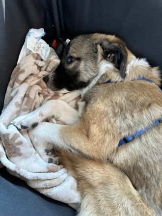 ♥️ Aramis ♥️