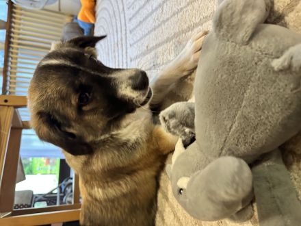 ♥️ Aramis ♥️