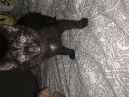 Baby Katze Hauskatzen