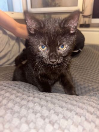 Baby Katze Hauskatzen