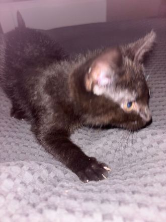 Baby Katze Hauskatzen