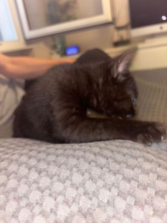 Baby Katze Hauskatzen