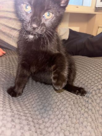 Baby Katze Hauskatzen