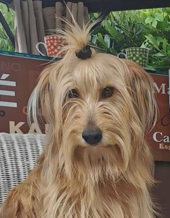 Wäller-Welpen suchen ihre neuen Familien