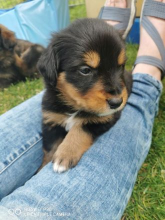 Wäller-Welpen suchen ihre neuen Familien
