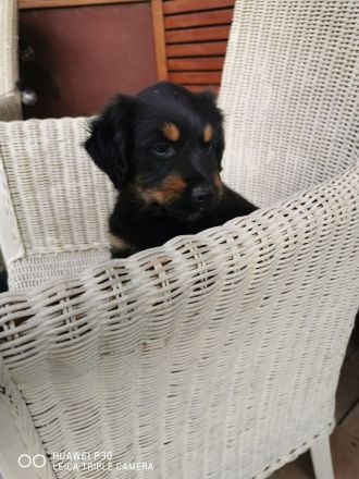 Wäller-Welpen suchen ihre neuen Familien