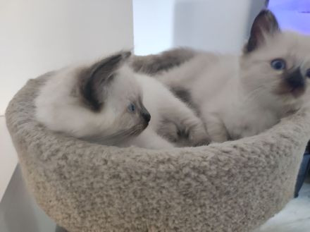 Ragdoll kitten suchen neues Zuhause