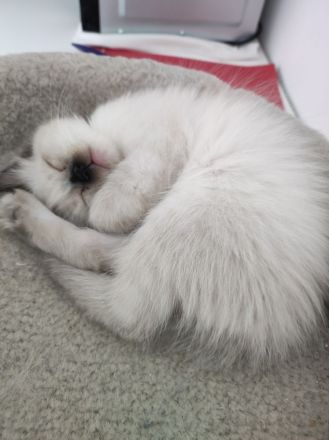Ragdoll kitten suchen neues Zuhause