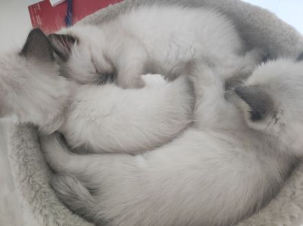 Ragdoll kitten suchen neues Zuhause
