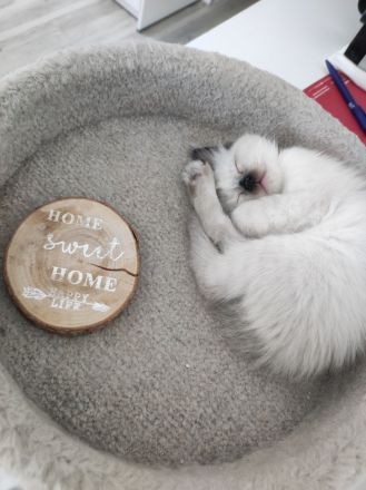 Ragdoll kitten suchen neues Zuhause