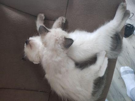 Ragdoll kitten suchen neues Zuhause