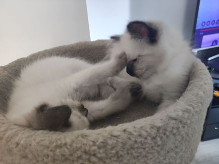 Ragdoll kitten suchen neues Zuhause
