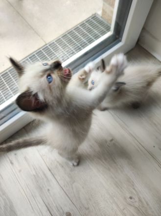 Ragdoll kitten suchen neues Zuhause