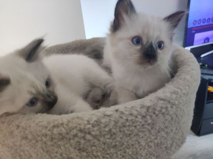 Ragdoll kitten suchen neues Zuhause