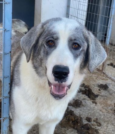 Ryat, geb. ca. 12/2023, lebt in GRIECHENLAND, im städt. Tierheim Serres