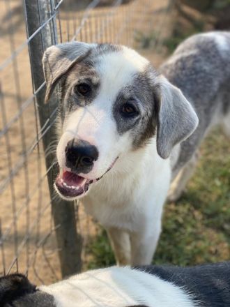 Ryat, geb. ca. 12/2023, lebt in GRIECHENLAND, im städt. Tierheim Serres